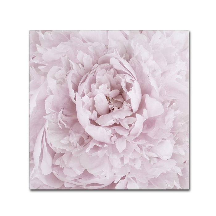 Cora Niele Pink Peony Flower Canvas Wall Art 14 x 14 Image 1