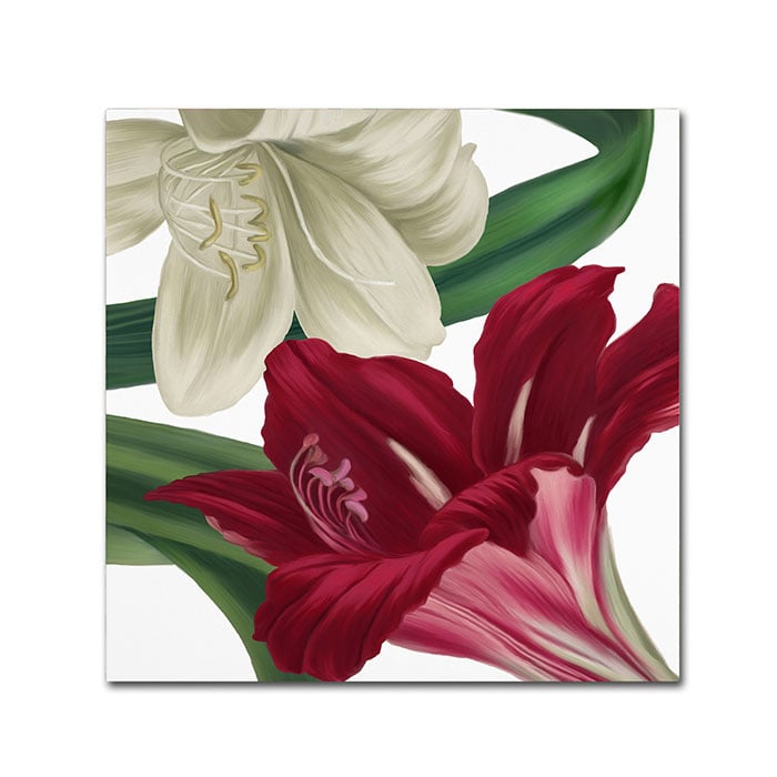 Color Bakery Christmas Amaryllis II Canvas Wall Art 14 x 14 Image 1