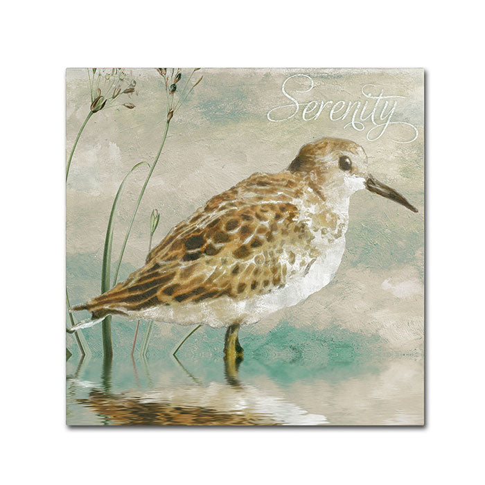 Color Bakery Sand Piper I Canvas Wall Art 14 x 14 Image 1