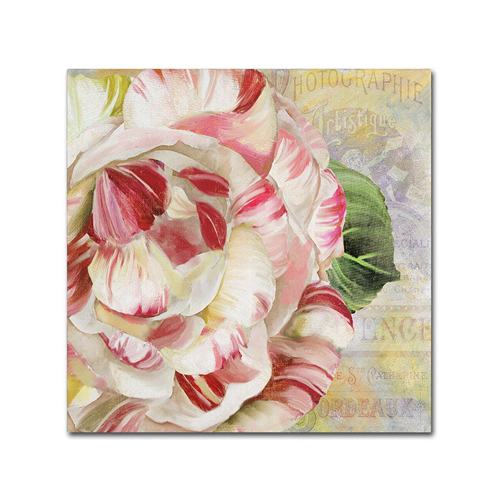 Color Bakery Camellias II Canvas Wall Art 14 x 14 Image 1