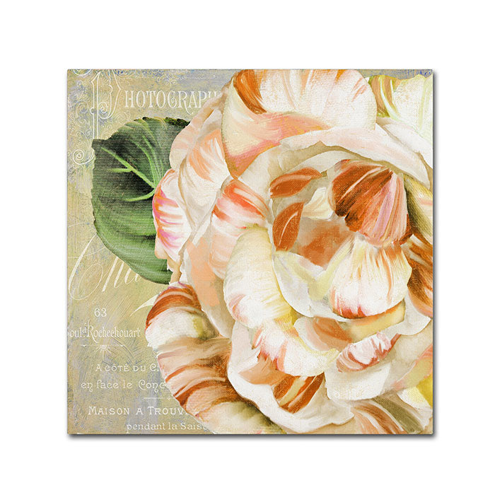 Color Bakery Camellias I Canvas Wall Art 14 x 14 Image 1