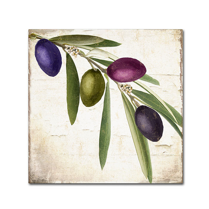 Color Bakery Olive Branch IV Canvas Wall Art 14 x 14 Image 1