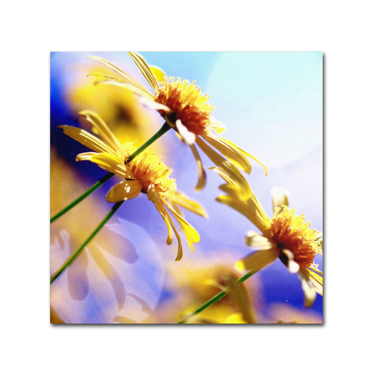 Beata Czyzowska Young Sunny Days Canvas Wall Art 14 x 14 Image 1