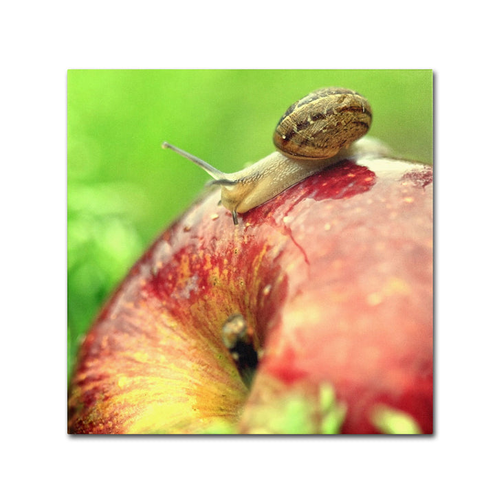 Beata Czyzowska Young The Very Hungry Snail Canvas Wall Art 14 x 14 Image 1