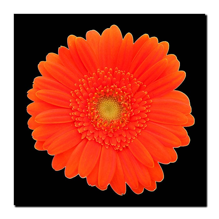 Orange Gerber Daisy Canvas Wall Art 14 x 14 Image 1