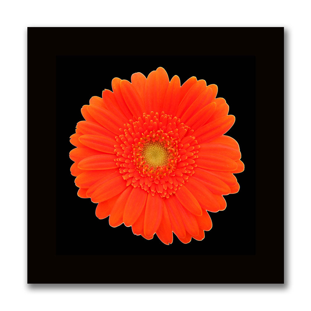 Orange Gerber Daisy Canvas Wall Art 14 x 14 Image 2