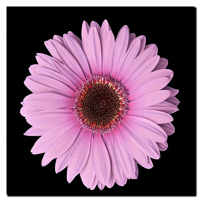 Pink Gerber Daisy Canvas Wall Art 14 x 14 Image 1