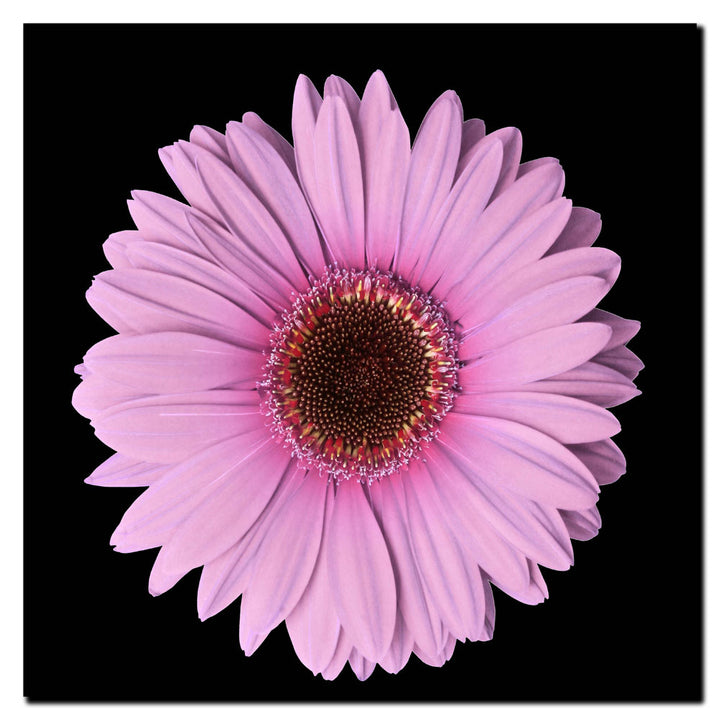 Pink Gerber Daisy Canvas Wall Art 14 x 14 Image 2