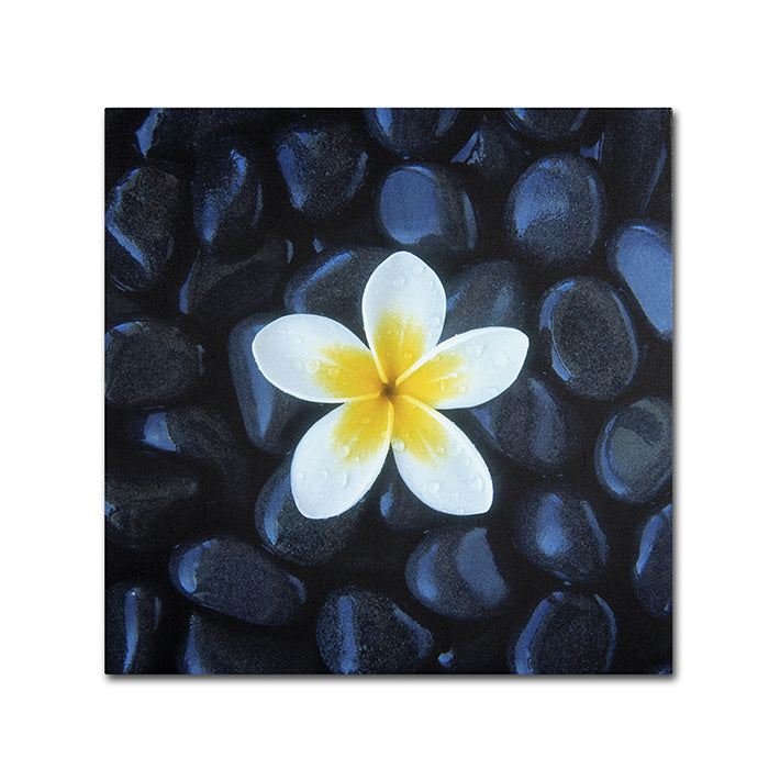 David Evans Plumeria and Pebbles 1 Canvas Wall Art 14 x 14 Image 1