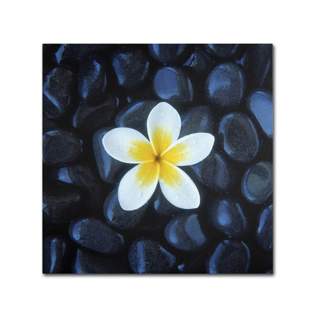 David Evans Plumeria and Pebbles 1 Canvas Wall Art 14 x 14 Image 2