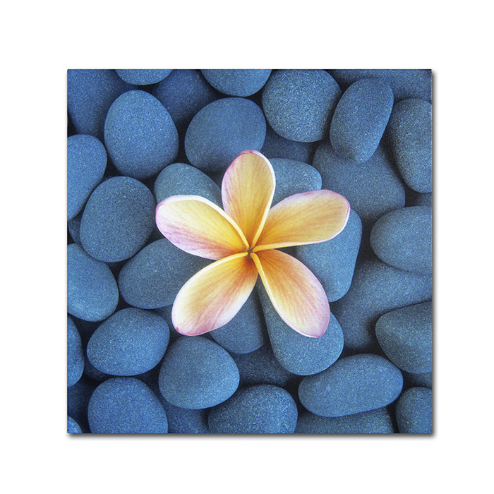 David Evans Plumeria and Pebbles 6 Canvas Wall Art 14 x 14 Image 1