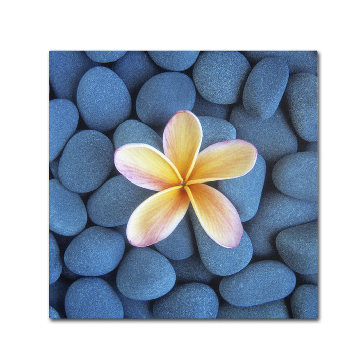 David Evans Plumeria and Pebbles 6 Canvas Wall Art 14 x 14 Image 2