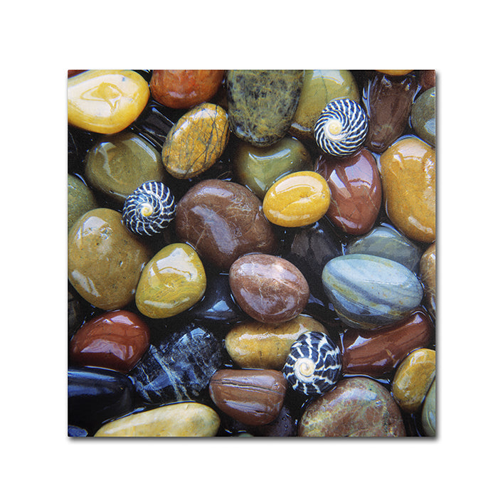 David Evans Shells and Pebbles Canvas Wall Art 14 x 14 Image 1