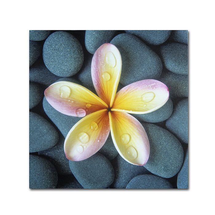 David Evans Plumeria and Pebbles 4 Canvas Wall Art 14 x 14 Image 1