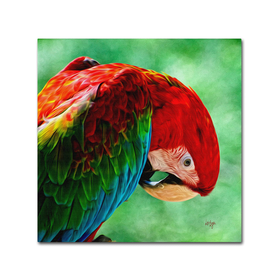 Lois Bryan Colorful Macaw Square Format  Canvas Wall Art 14 x 14 Image 1