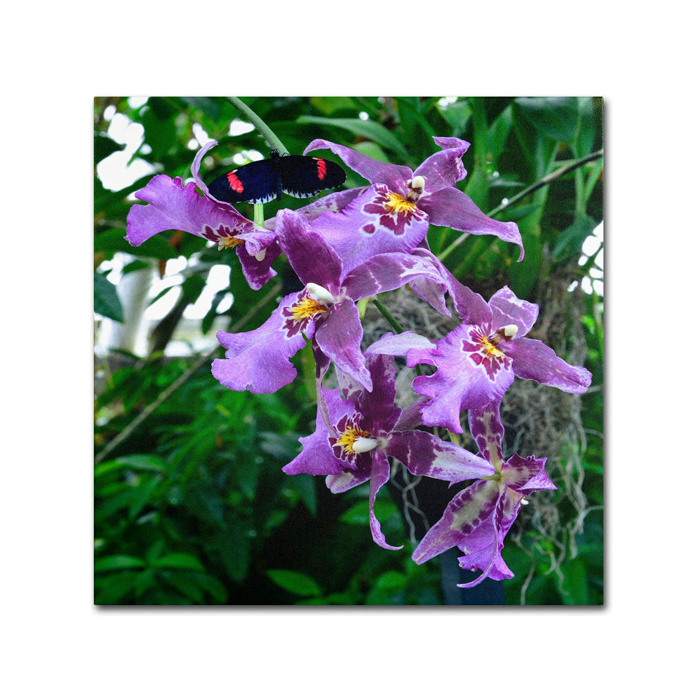 Kurt Shaffer Postman Butterfly on Orchid Canvas Wall Art 14 x 14 Image 1