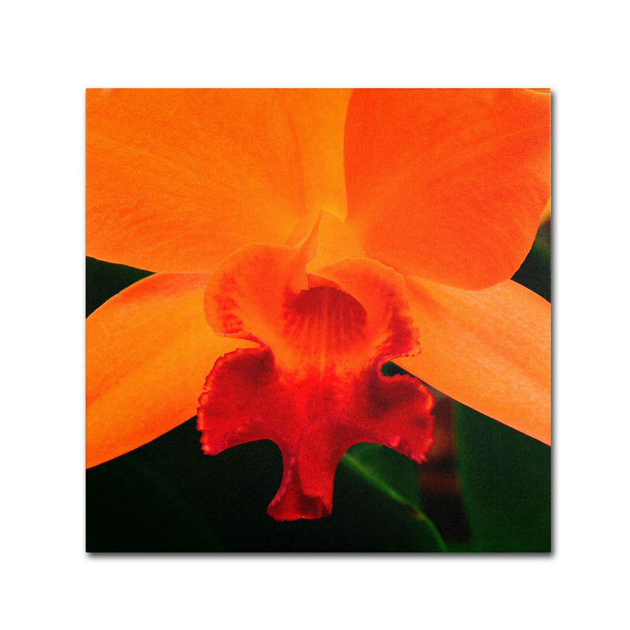Kurt Shaffer Brilliant Orchid on Fire Canvas Wall Art 14 x 14 Image 1