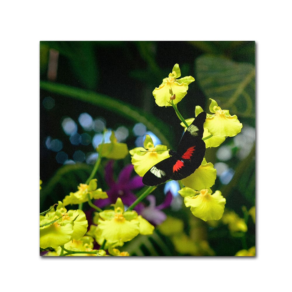 Kurt Shaffer Doris Longwing Butterfly on Orchid Canvas Wall Art 14 x 14 Image 1