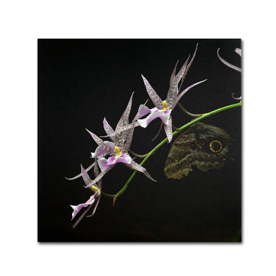 Kurt Shaffer Spider Orchid and Owl Eye Canvas Wall Art 14 x 14 Image 1