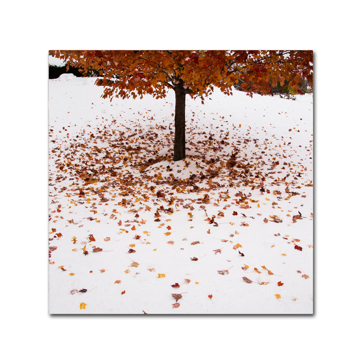 Kurt Shaffer Maple Leaves in the Snow Canvas Wall Art 14 x 14 Image 1