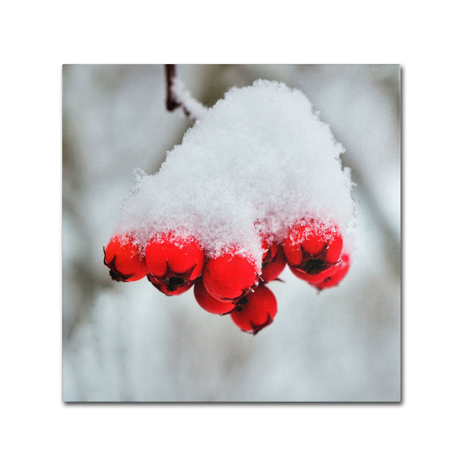 Kurt Shaffer Winter Berry Close-Up Canvas Wall Art 14 x 14 Image 1