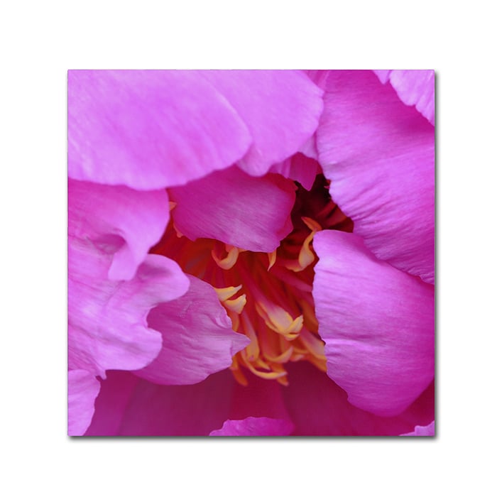 Kurt Shaffer Tree Peonie Opening Canvas Wall Art 14 x 14 Image 1