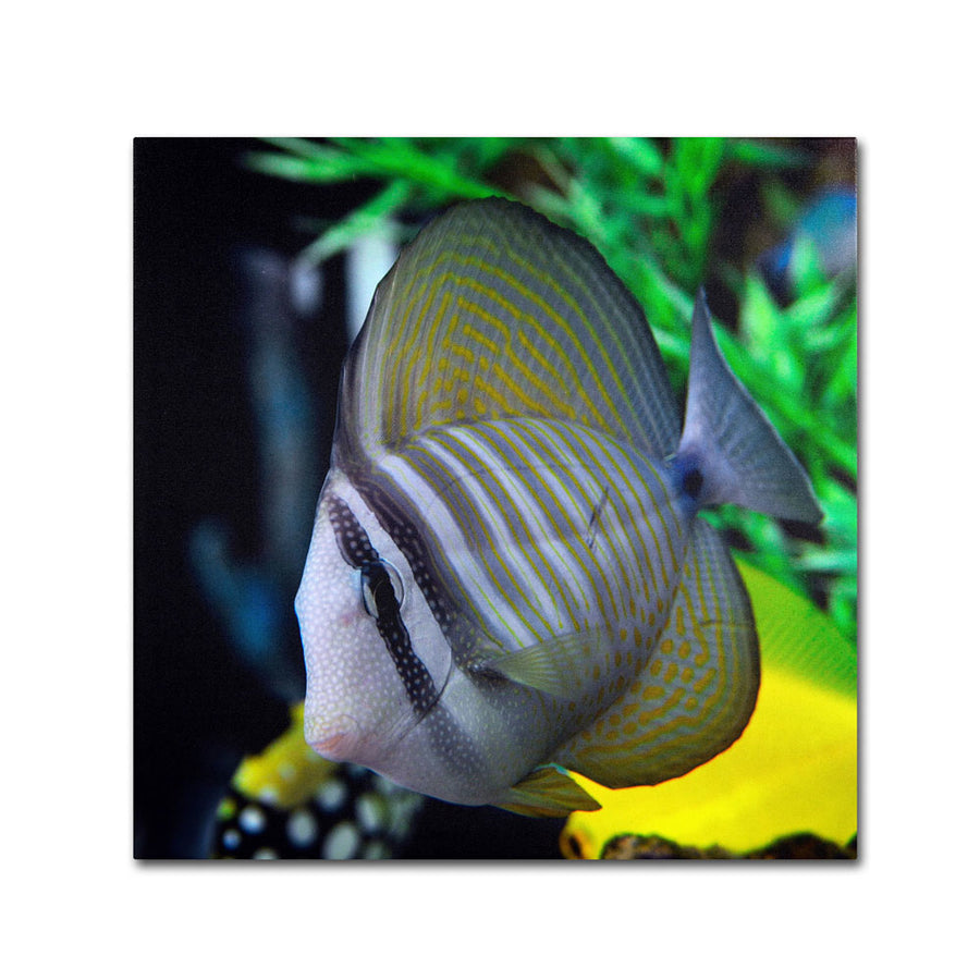 Kurt Shaffer Tropical Fish 2 Canvas Wall Art 14 x 14 Image 1