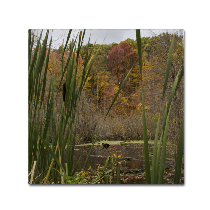 Kurt Shaffer Autumn Marsh Canvas Wall Art 14 x 14 Image 1