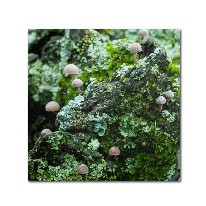 Kurt Shaffer Tiny Mushroom Forest Canvas Wall Art 14 x 14 Image 1