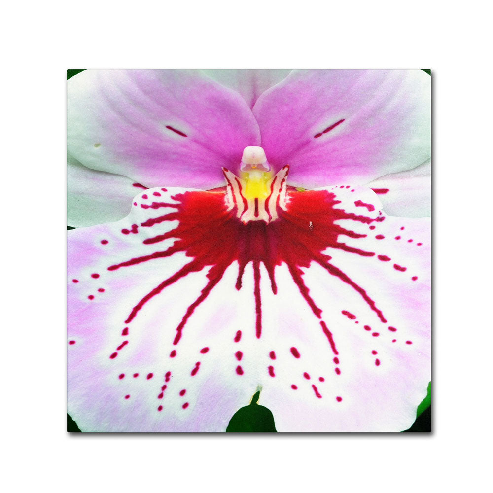 Kurt Shaffer Mother Natures Imagination Orchid Canvas Wall Art 14 x 14 Image 1