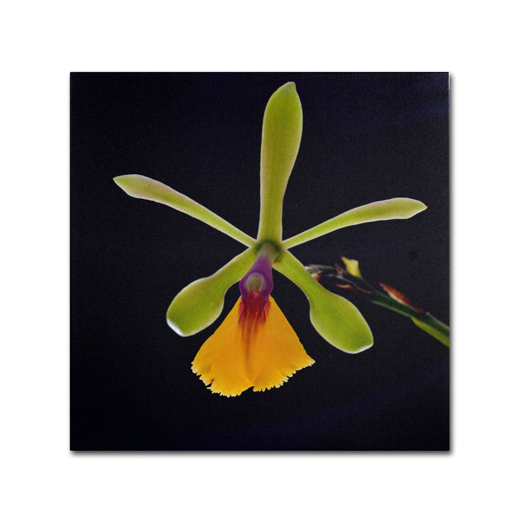 Kurt Shaffer Orchid 1 Canvas Wall Art 14 x 14 Image 1