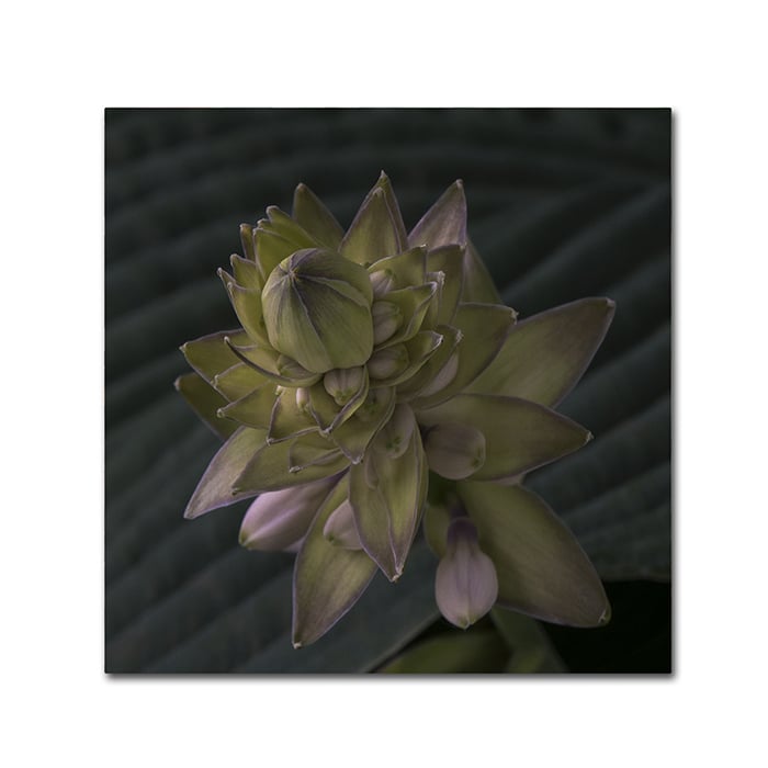 Kurt Shaffer Early Hosta Flower Abstract Canvas Wall Art 14 x 14 Image 1