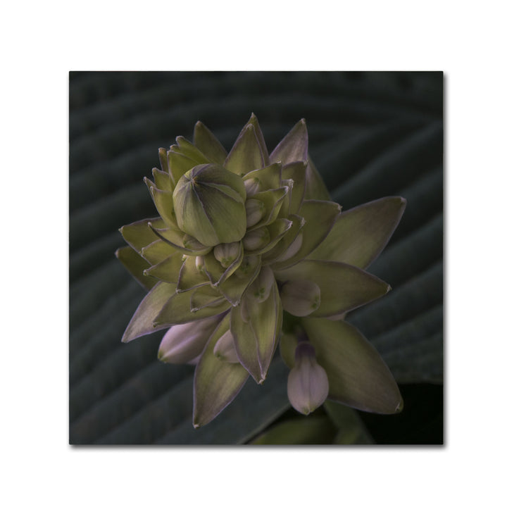 Kurt Shaffer Early Hosta Flower Abstract Canvas Wall Art 14 x 14 Image 2