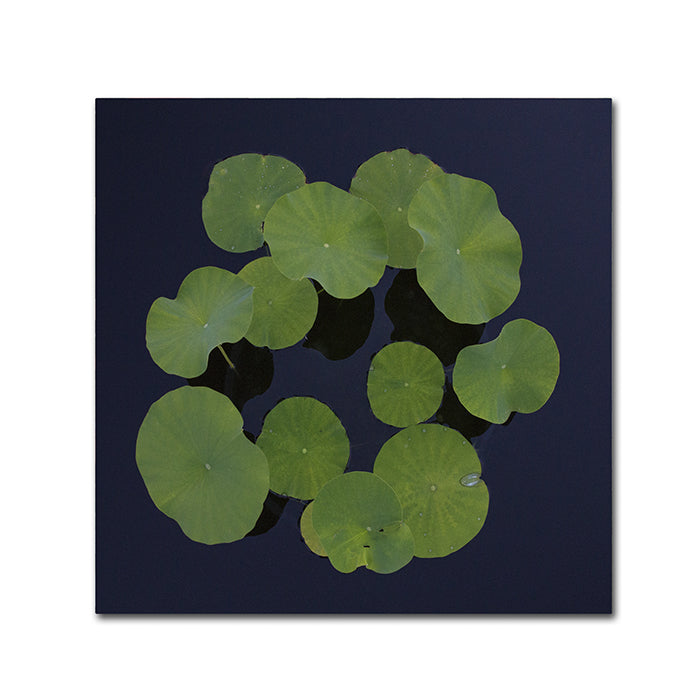 Kurt Shaffer Giant Lily Pad Abstract Canvas Wall Art 14 x 14 Image 1