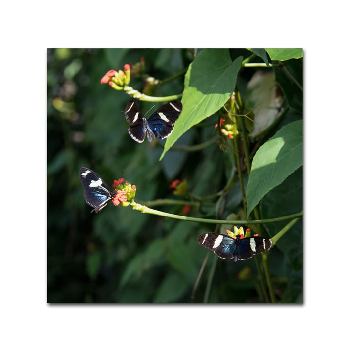 Kurt Shaffer Sara Longwing Butterflies Canvas Wall Art 14 x 14 Image 1