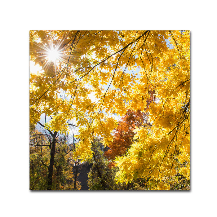 Kurt Shaffer Sunny Happy Autumn Day Canvas Wall Art 14 x 14 Image 1