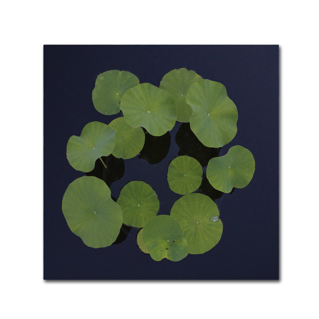 Kurt Shaffer Giant Lily Pad Abstract Canvas Wall Art 14 x 14 Image 2