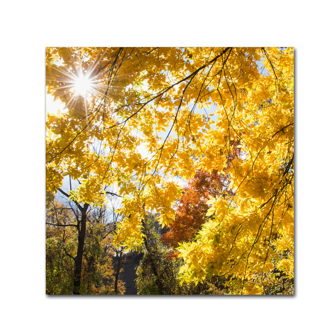 Kurt Shaffer Sunny Happy Autumn Day Canvas Wall Art 14 x 14 Image 2