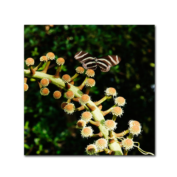 Kurt Shaffer Zebra Longwing Butterfly Canvas Wall Art 14 x 14 Image 1