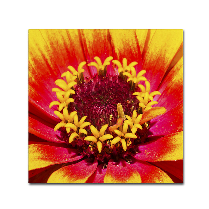 Kurt Shaffer Floral Mass Coronal Ejection Canvas Wall Art 14 x 14 Image 1