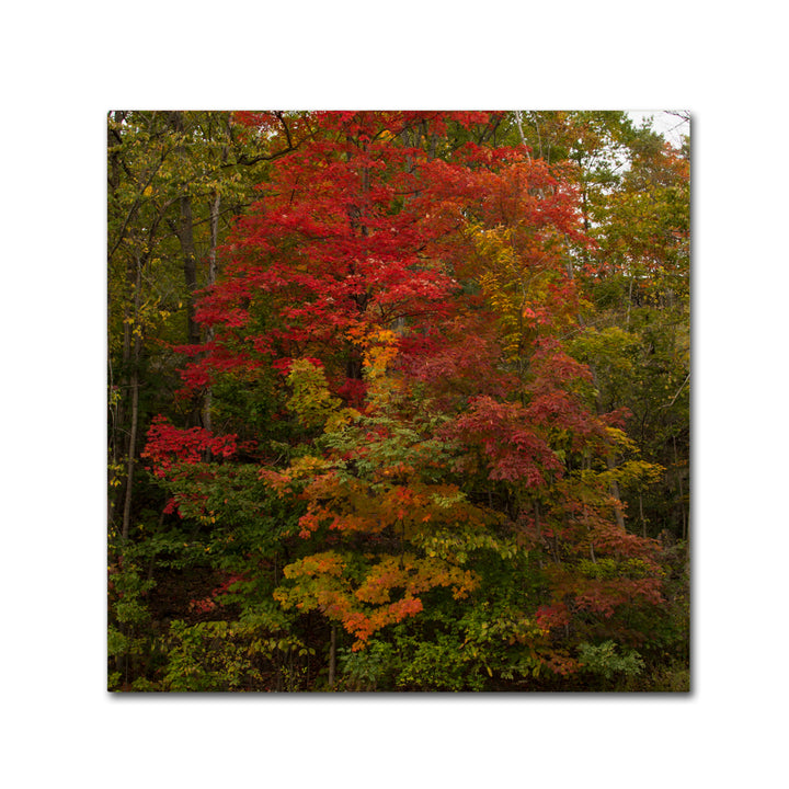 Kurt Shaffer Why I Love Autumn 2 Canvas Wall Art 14 x 14 Image 2