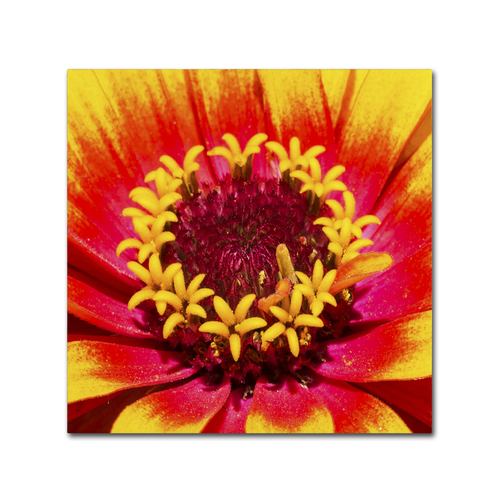 Kurt Shaffer Floral Mass Coronal Ejection Canvas Wall Art 14 x 14 Image 2