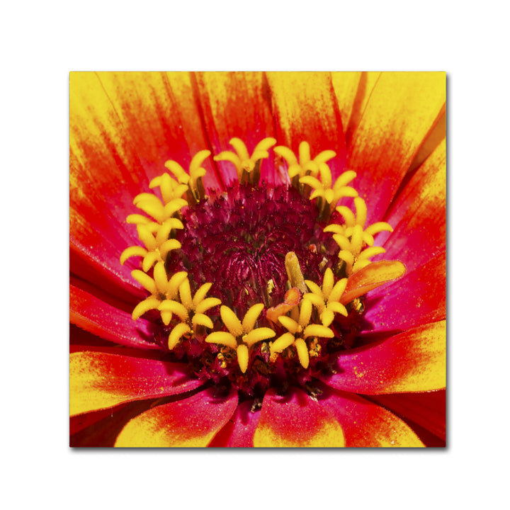 Kurt Shaffer Floral Mass Coronal Ejection Canvas Wall Art 14 x 14 Image 2