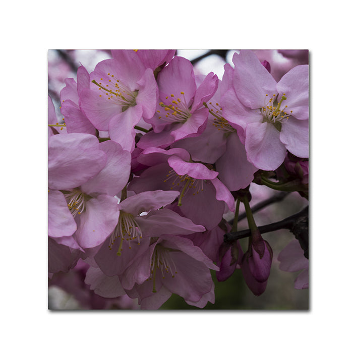 Kurt Shaffer Cherry Blossom Cluster Canvas Wall Art 14 x 14 Image 1