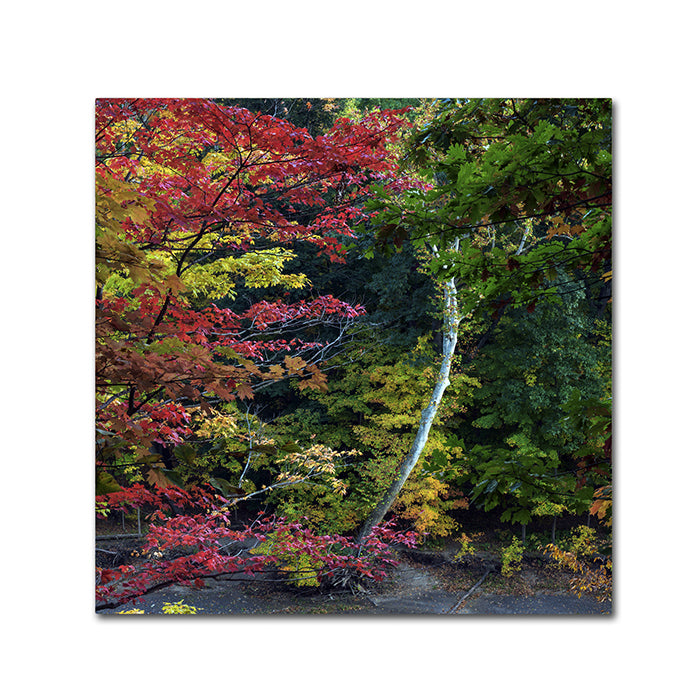 Kurt Shaffer All the Colors of October in Ohio Canvas Wall Art 14 x 14 Image 1