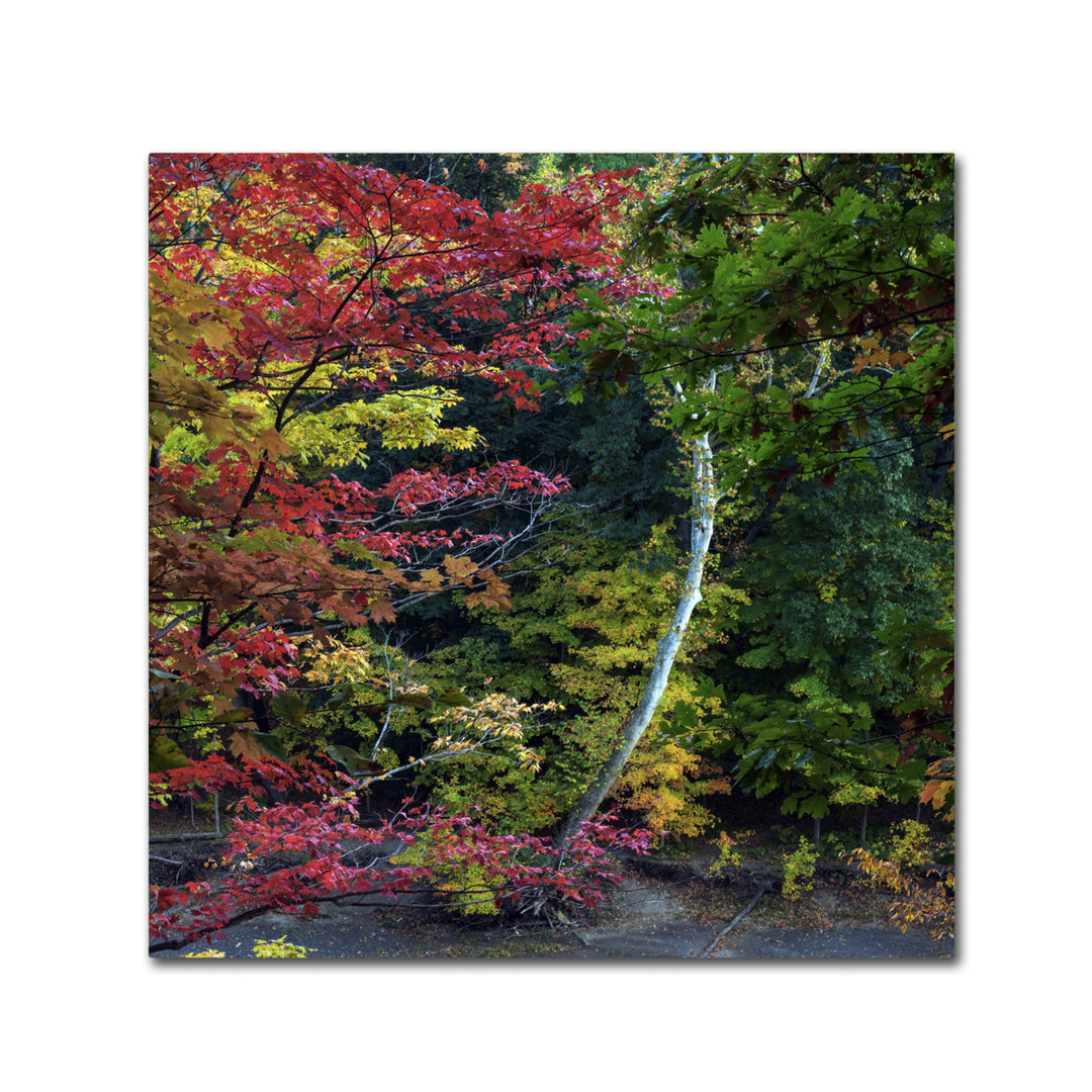 Kurt Shaffer All the Colors of October in Ohio Canvas Wall Art 14 x 14 Image 2