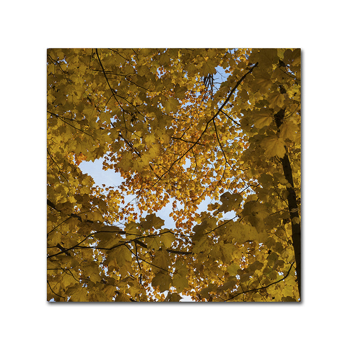 Kurt Shaffer Golden Canopy of Autumn Canvas Wall Art 14 x 14 Image 1