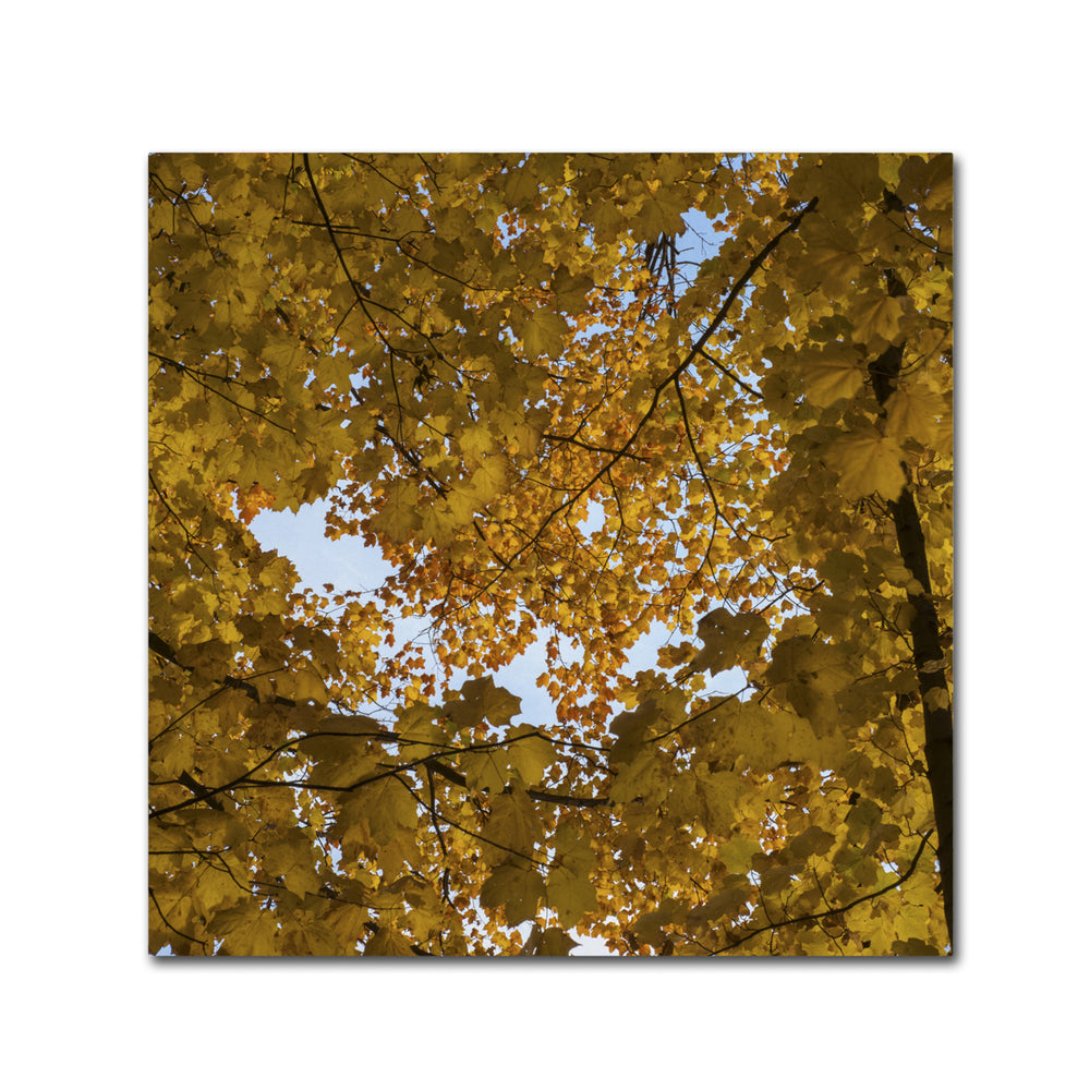 Kurt Shaffer Golden Canopy of Autumn Canvas Wall Art 14 x 14 Image 2