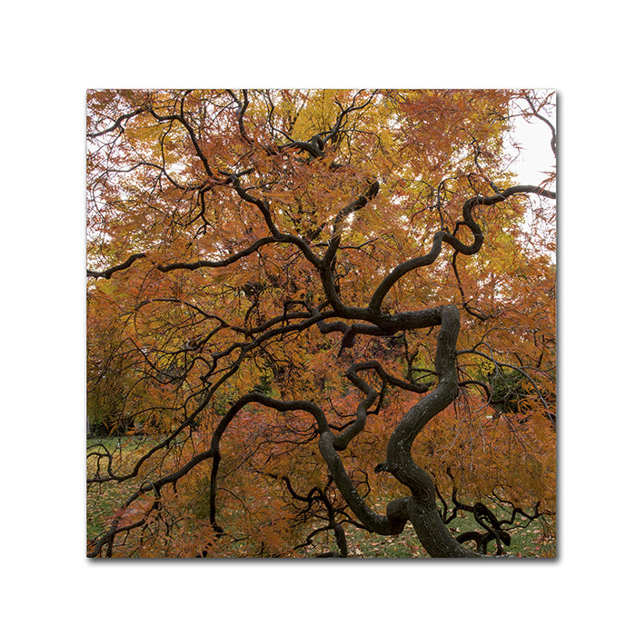 Kurt Shaffer October Japanese Maple Canvas Wall Art 14 x 14 Image 1