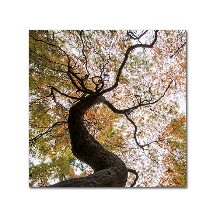 Kurt Shaffer Under a Japanese Maple 2 Canvas Wall Art 14 x 14 Image 1